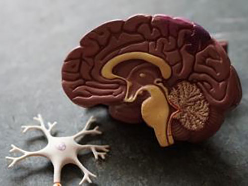 A plastic model of half of a brain icon